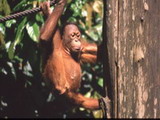 Orang Utan